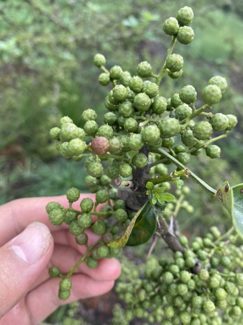 总共十多万斤，九叶青花椒地里鲜货，麻味十足