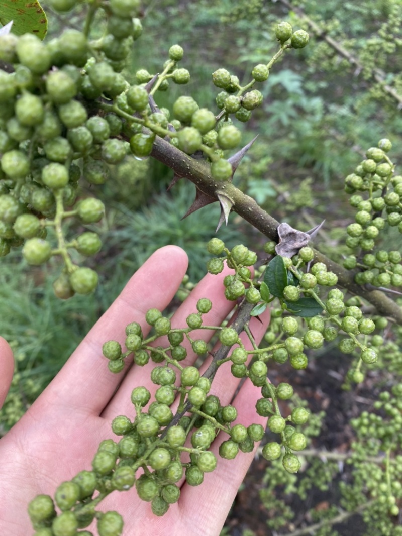 总共十多万斤，九叶青花椒地里鲜货，麻味十足