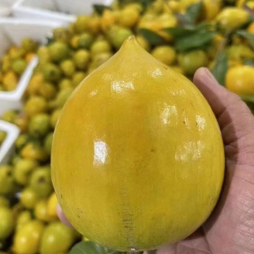 鸡蛋果