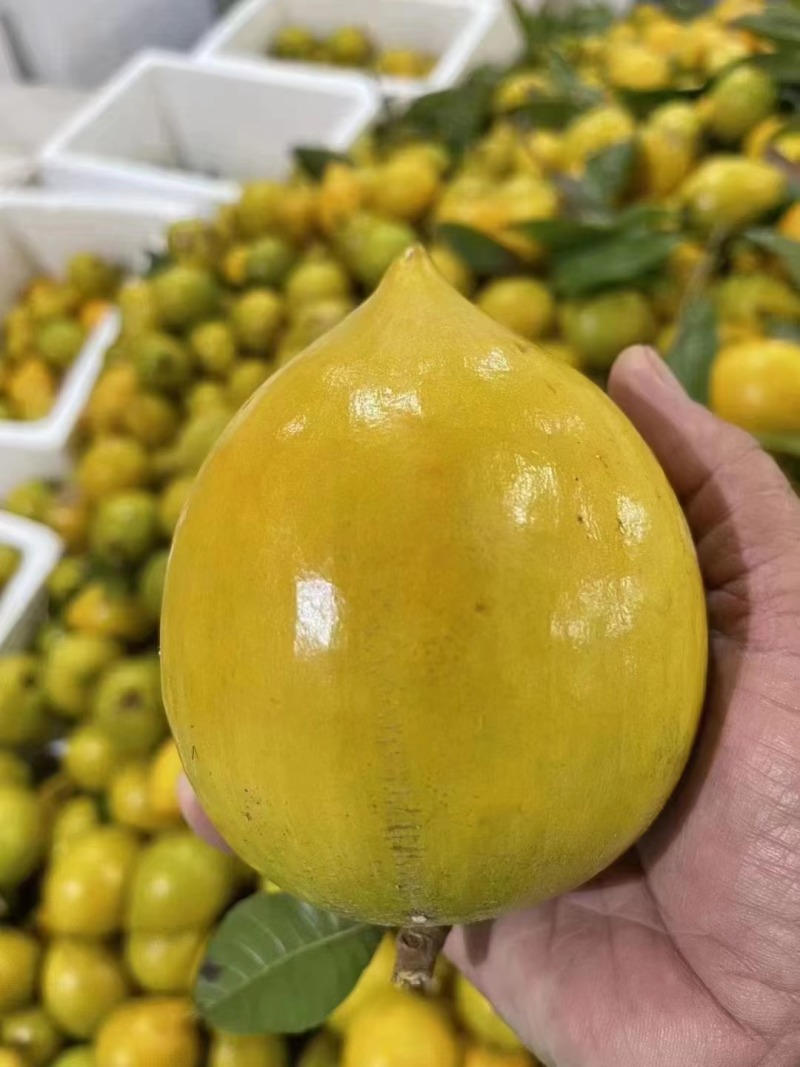 鸡蛋果