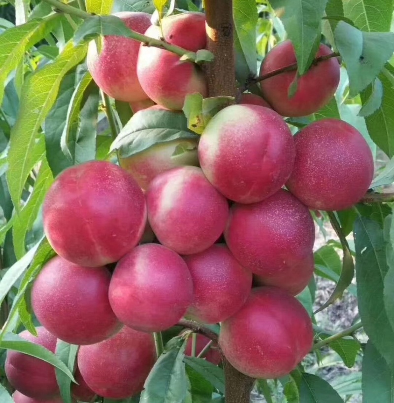 珍珠枣油桃，1号3号5号，山东精品油桃产地，货源充足
