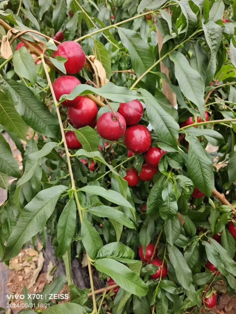珍珠枣油桃，1号3号5号，山东精品油桃产地，货源充足