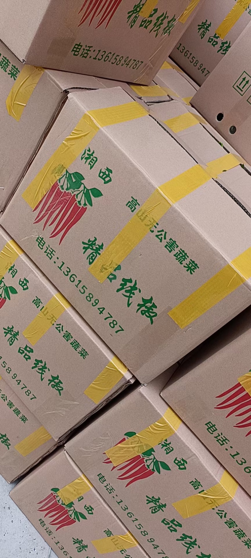湖南湘西高原线椒精品青辣椒长线椒香辣皮薄基地直供整