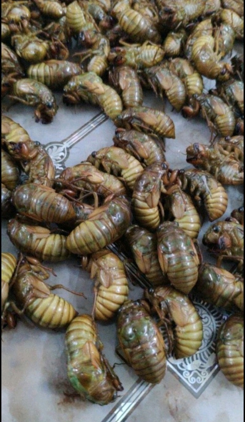 杜仲金蝉(大山之上产)