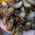 杜仲金蝉(大山之上产)