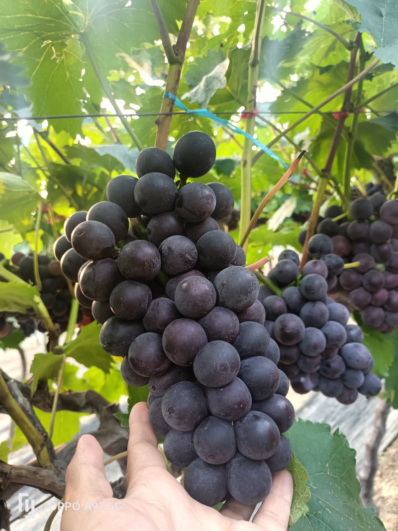 山东精品巨峰葡萄大量对接市场电商货商超，糖度十六以上，可