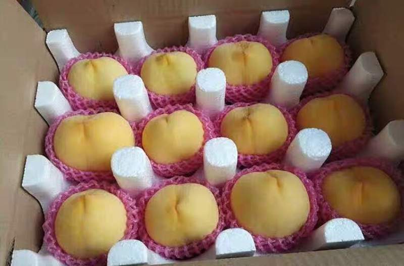 桃8号蒙阴蜜桃优质品种成熟供应