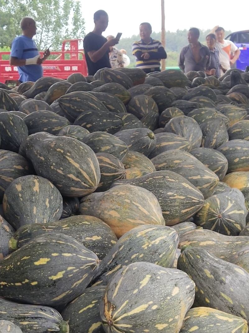 湖北香芋南瓜大量上市中，承接大型电商平台商场超市稳定供货