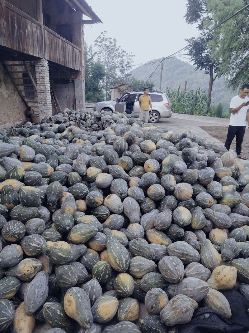 湖北香芋南瓜大量上市中，承接大型电商平台商场超市稳定供货