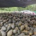 湖北香芋南瓜大量上市中，承接大型电商平台商场超市稳定供货