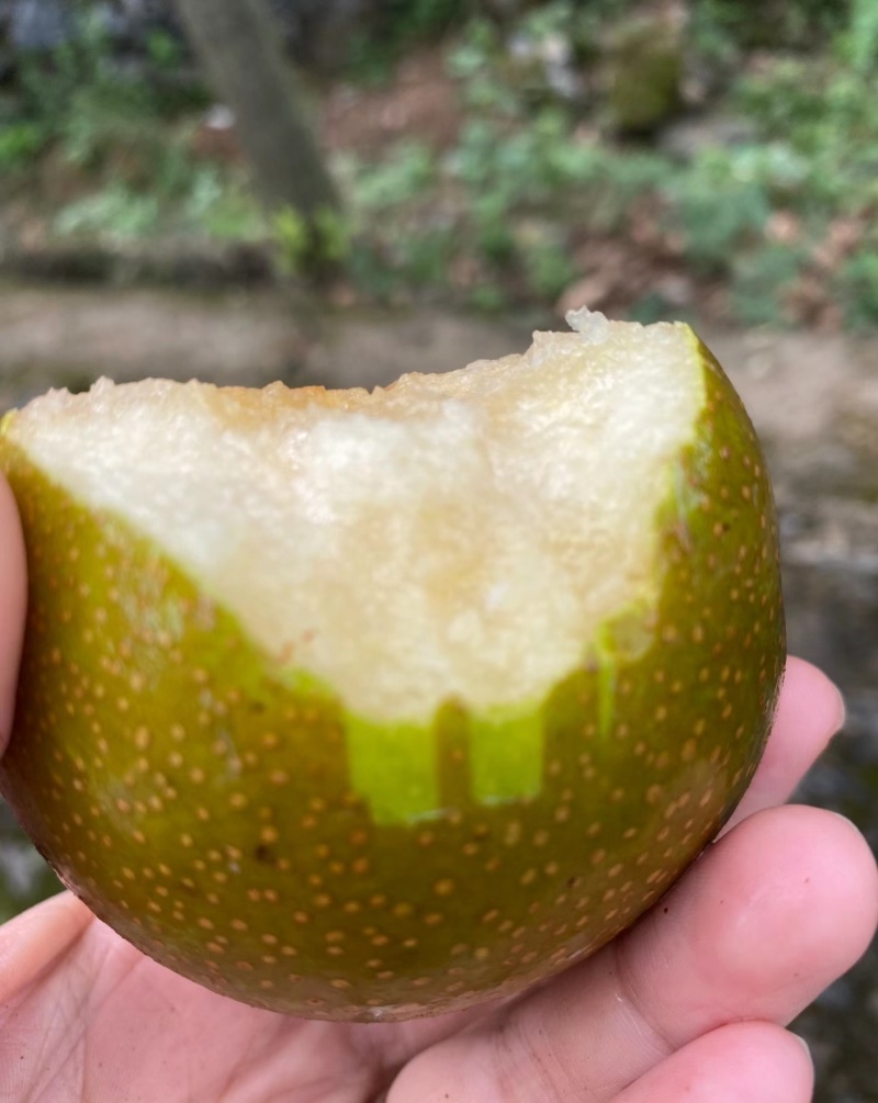 【实力推荐】安徽砀山县圆黄梨，皮薄汁水多可对接各大市场