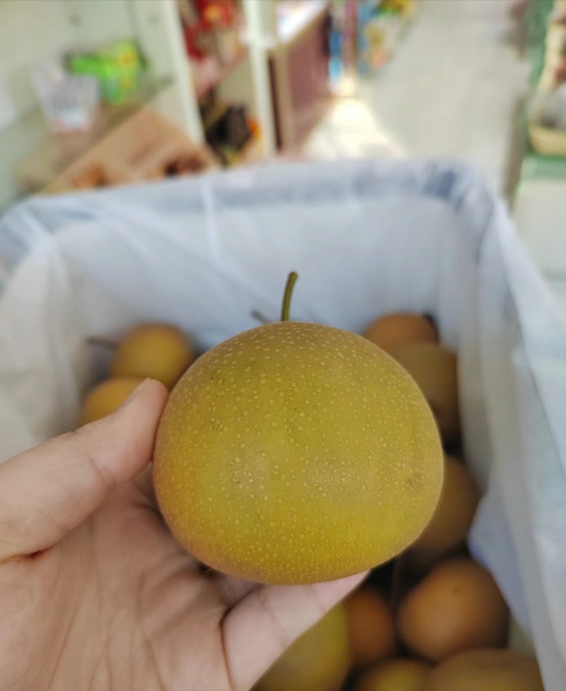 【实力推荐】安徽砀山县圆黄梨，皮薄汁水多可对接各大市场