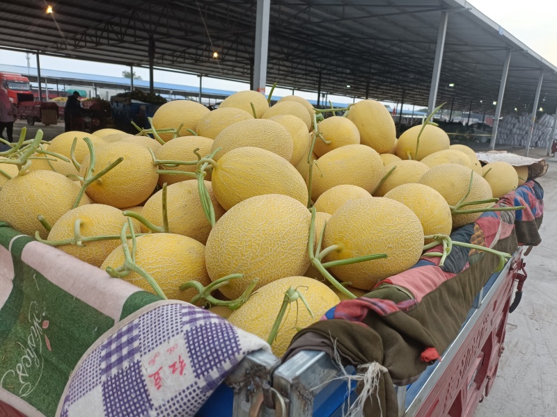 金色年华哈密瓜品质优良价格美丽果肉脆甜欢迎来电