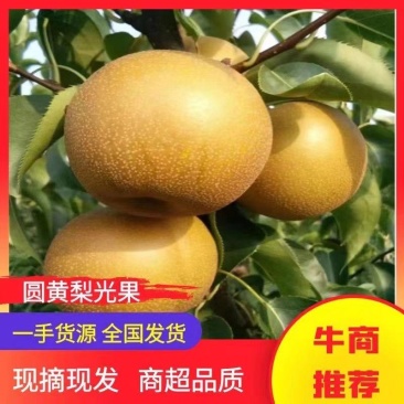 【实力推荐】安徽砀山县圆黄梨，皮薄汁水多可对接各大市场
