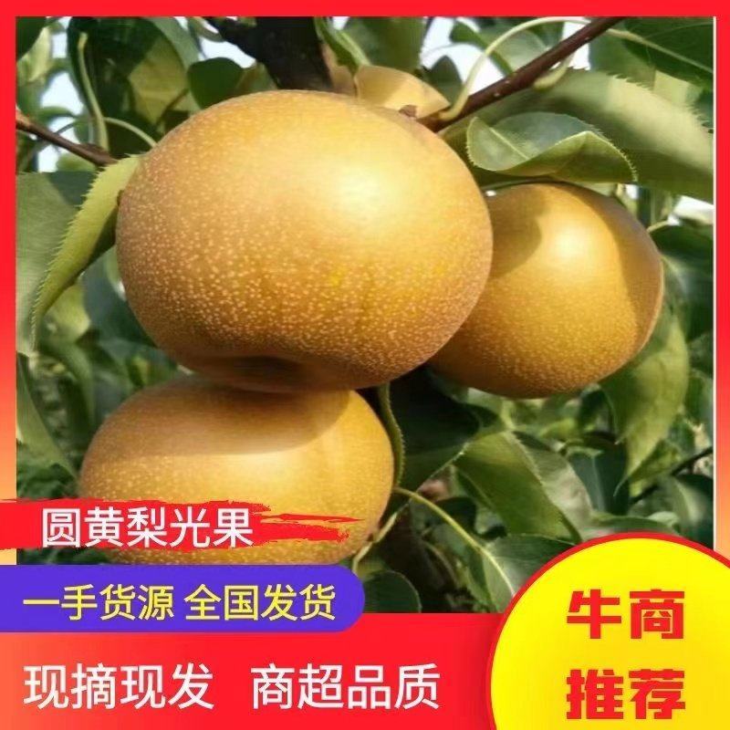 【实力推荐】安徽砀山县圆黄梨，皮薄汁水多可对接各大市场