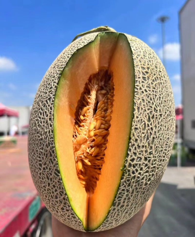 【优选】西州蜜瓜个大甜度高可视频看量大价优欢迎电话