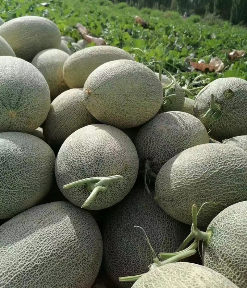 【优选】西州蜜瓜个大甜度高可视频看量大价优欢迎电话