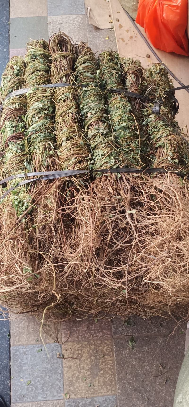 长扎带叶鸡骨草中药批发一手货源量大忧惠全国发货