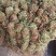 长扎带叶鸡骨草中药批发一手货源量大忧惠全国发货