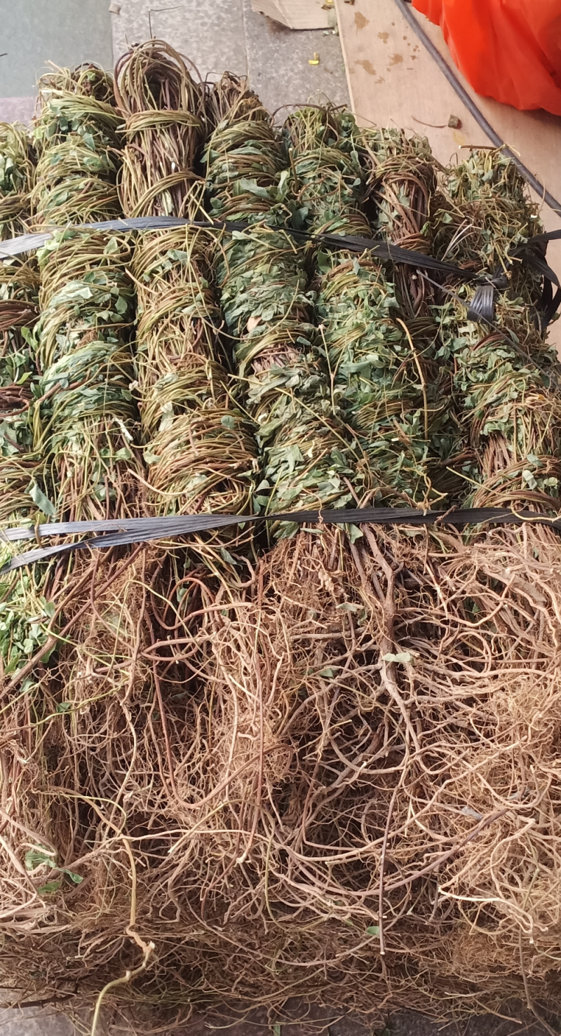 长扎带叶鸡骨草中药批发一手货源量大忧惠全国发货