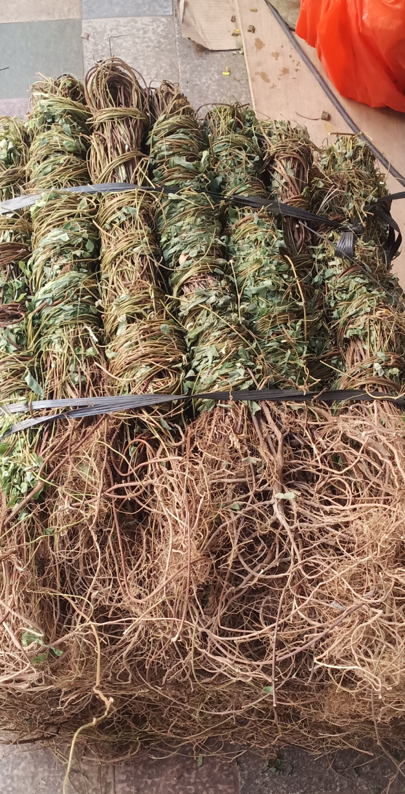 长扎带叶鸡骨草中药批发一手货源量大忧惠全国发货