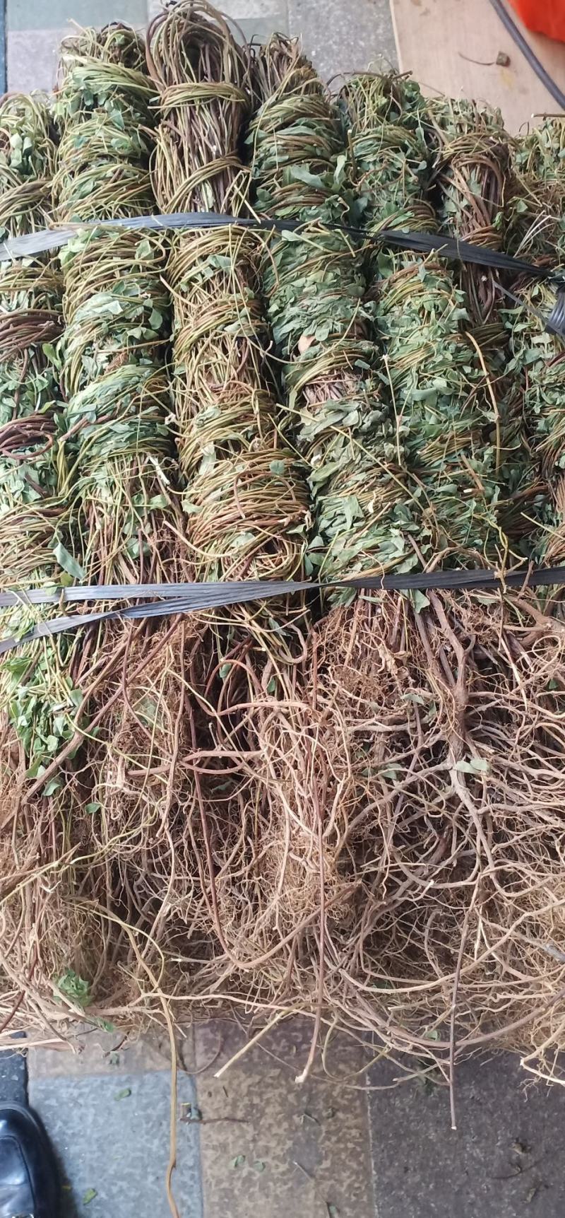长扎带叶鸡骨草中药批发一手货源量大忧惠全国发货