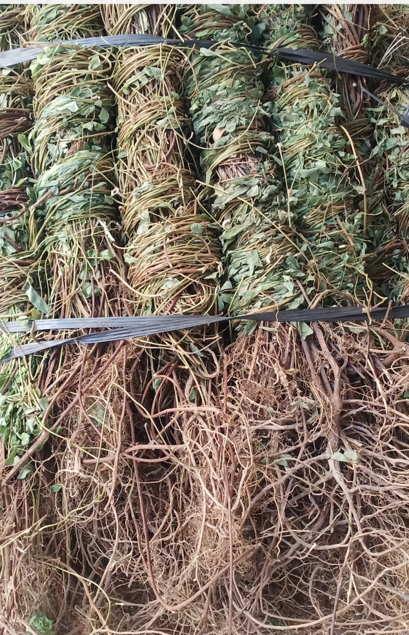 长扎带叶鸡骨草中药批发一手货源量大忧惠全国发货
