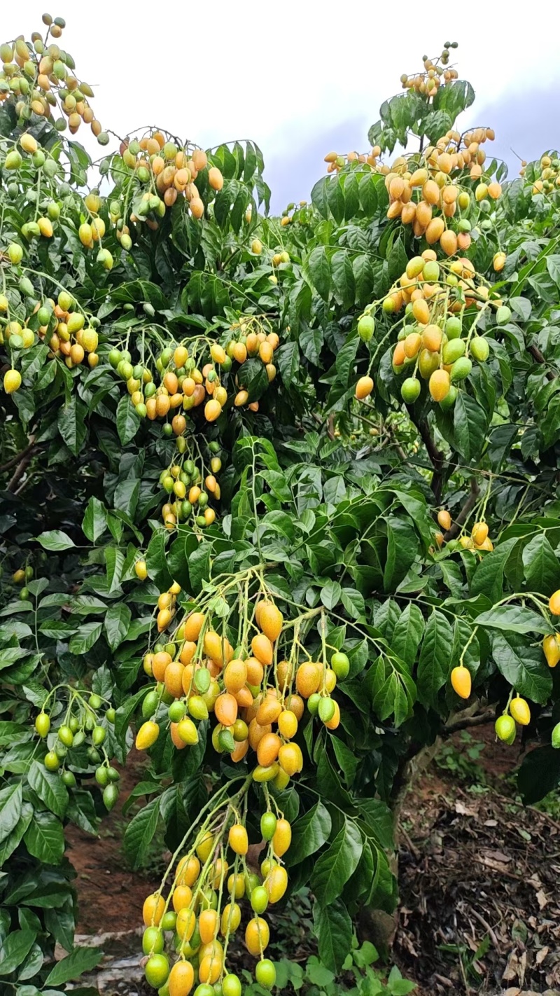 广西桂林产地鸡心黄皮，无籽黄皮，黑金刚大量上市了