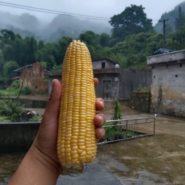 高山太阳花玉米
