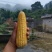 高山太阳花玉米
