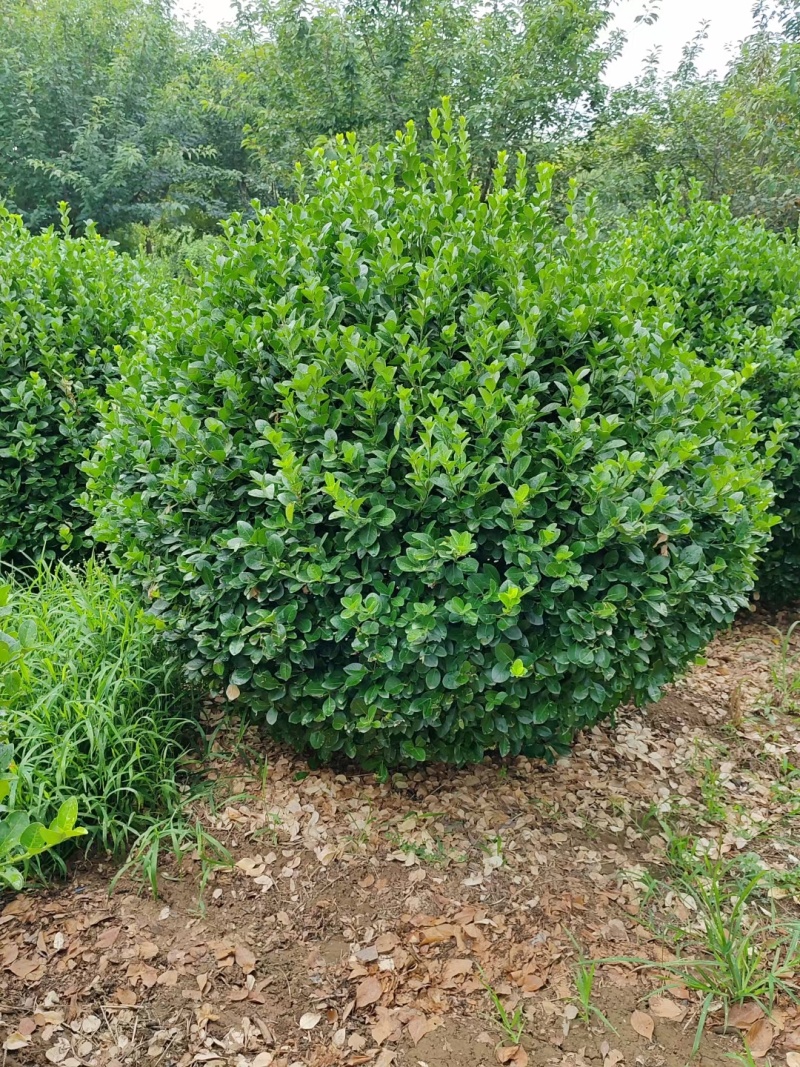 苗圃供应1.5米1.8米卫矛球冠幅饱满适合各种绿化工程