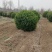 苗圃供应1.5米1.8米卫矛球冠幅饱满适合各种绿化工程