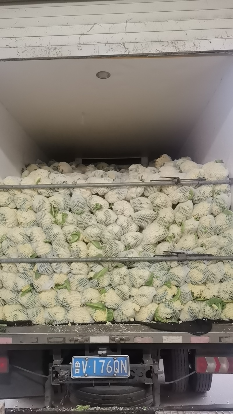张北坝上精品菜花