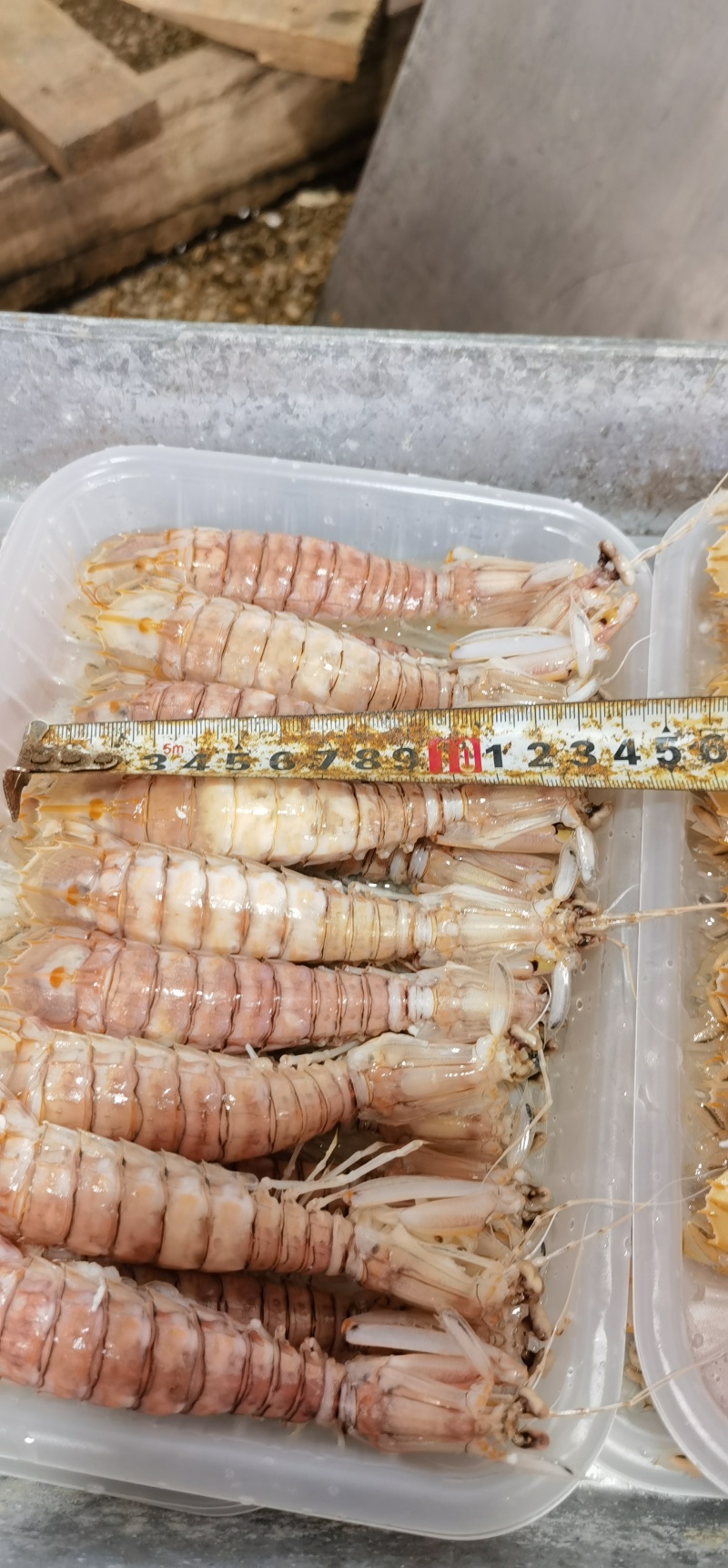 中虾（11～13）
