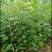 苗圃培育0.5公分0.8公分1公分黄栌苗荒山绿化效果好