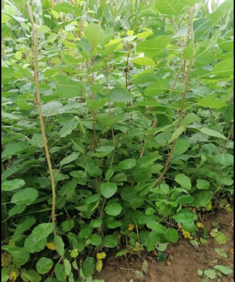 苗圃培育0.5公分0.8公分1公分黄栌苗荒山绿化效果好