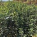 苗圃培育0.5公分0.8公分1公分黄栌苗荒山绿化效果好