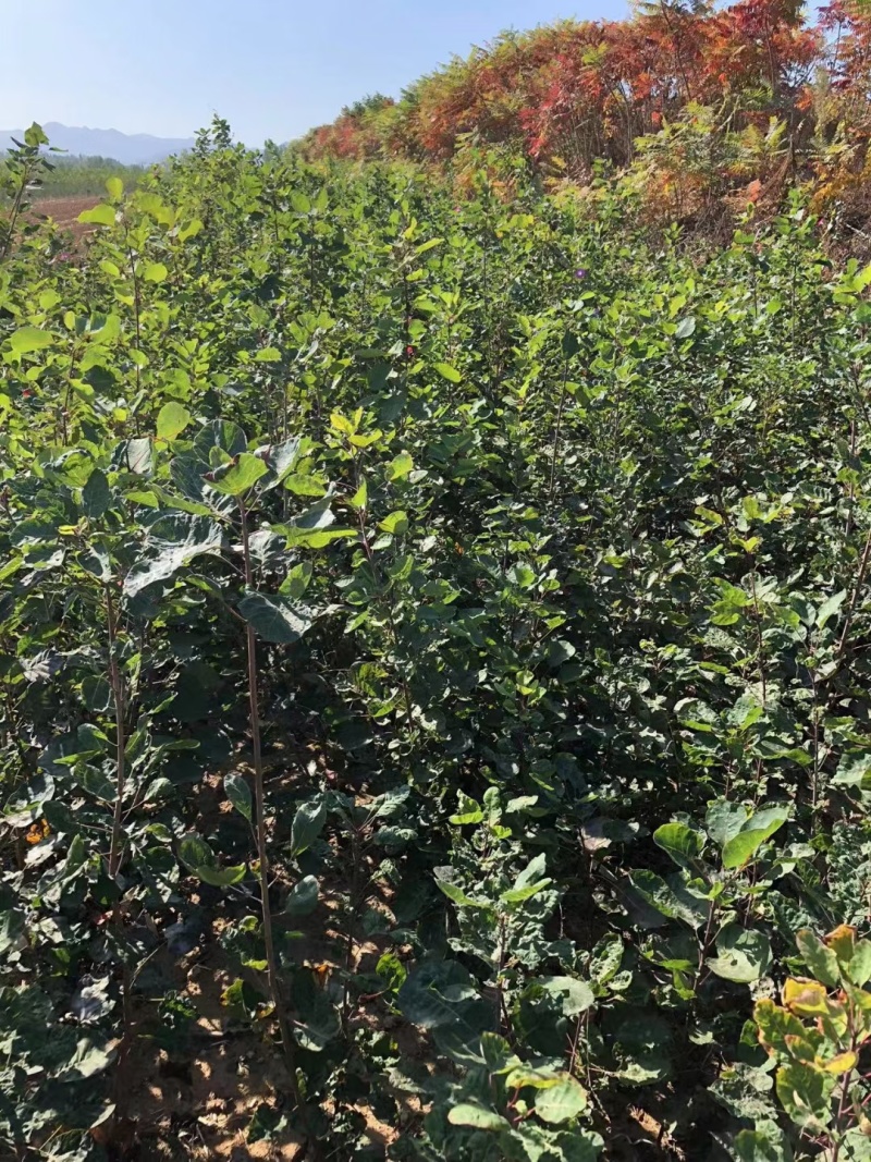 苗圃培育0.5公分0.8公分1公分黄栌苗荒山绿化效果好