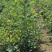 苗圃培育0.5公分0.8公分1公分黄栌苗荒山绿化效果好