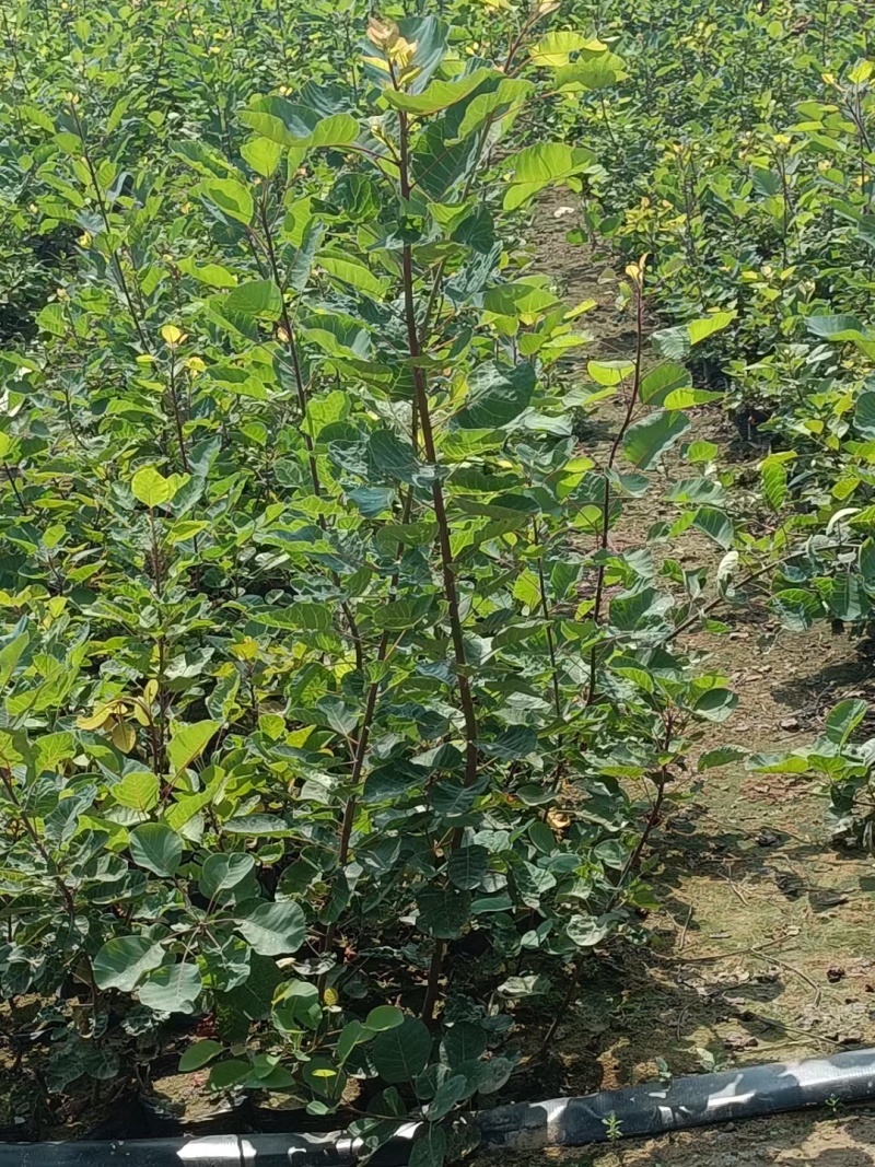 苗圃培育0.5公分0.8公分1公分黄栌苗荒山绿化效果好