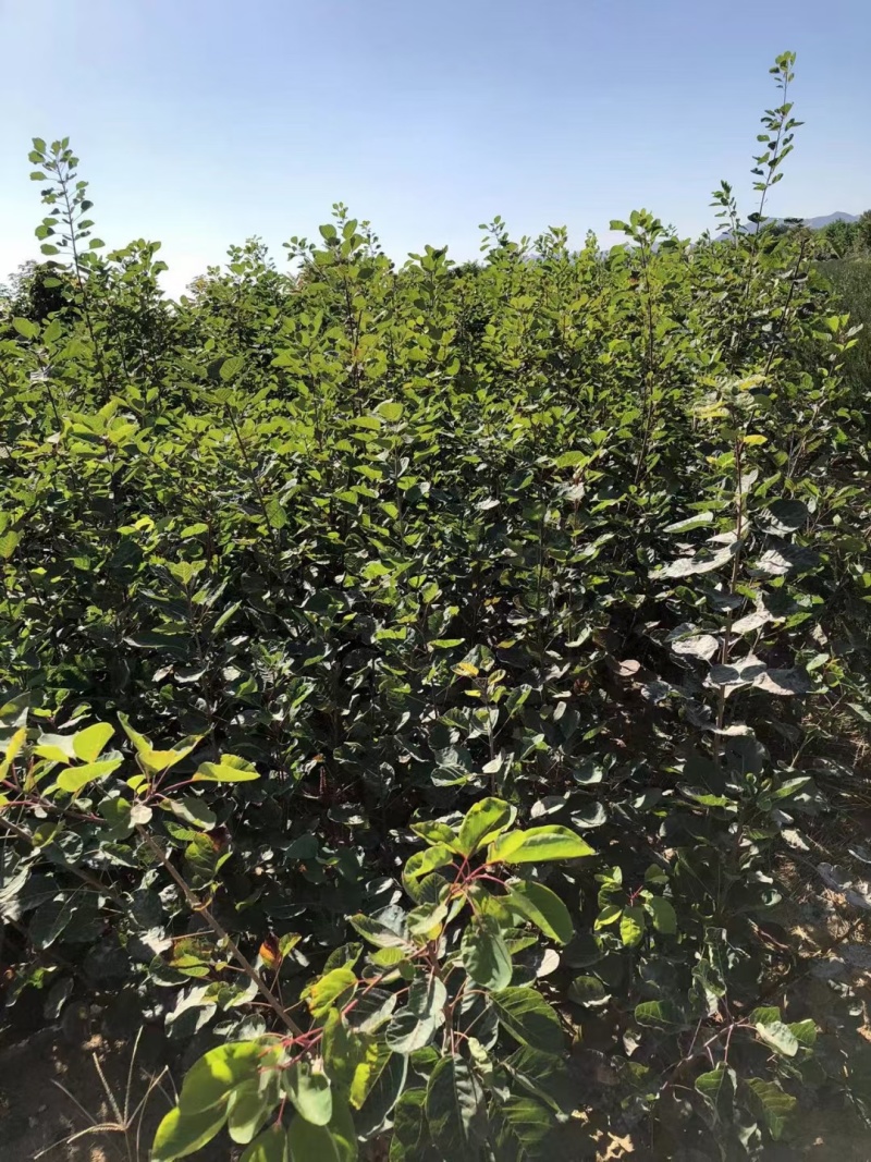 苗圃培育0.5公分0.8公分1公分黄栌苗荒山绿化效果好