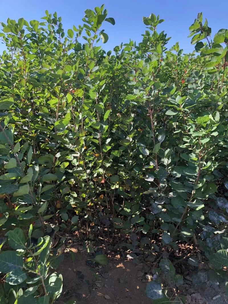 苗圃培育0.5公分0.8公分1公分黄栌苗荒山绿化效果好