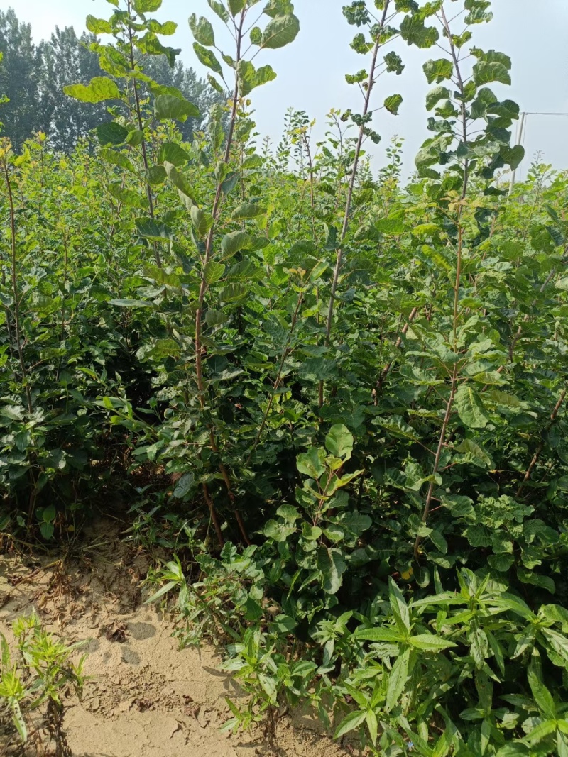 苗圃培育0.5公分0.8公分1公分黄栌苗荒山绿化效果好