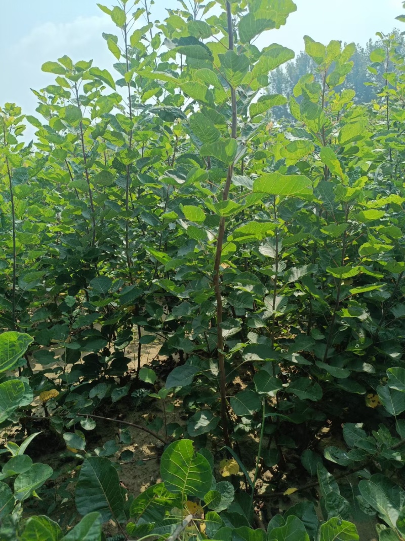 苗圃培育0.5公分0.8公分1公分黄栌苗荒山绿化效果好