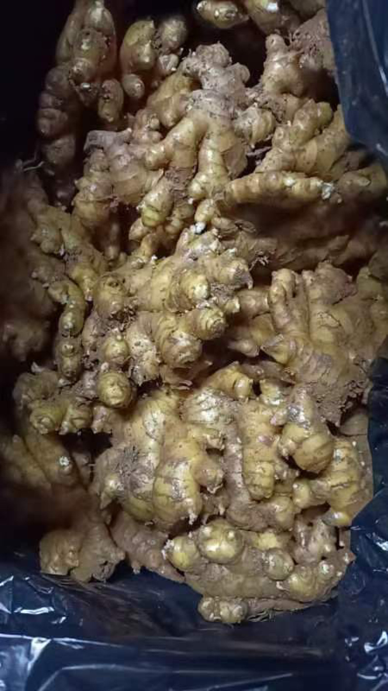 精品小黄姜，产地一手货源，大量供应………………