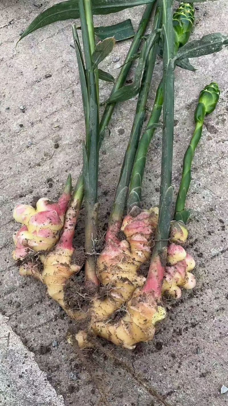 精品小黄姜，产地一手货源，大量供应………………