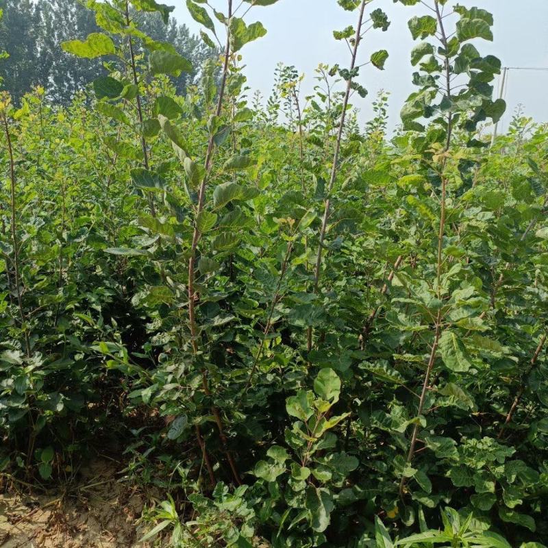 苗圃培育0.5公分0.8公分1公分黄栌苗荒山绿化效果好
