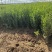 基地供应30公分40公分瓜子黄杨苗做绿篱用效果好