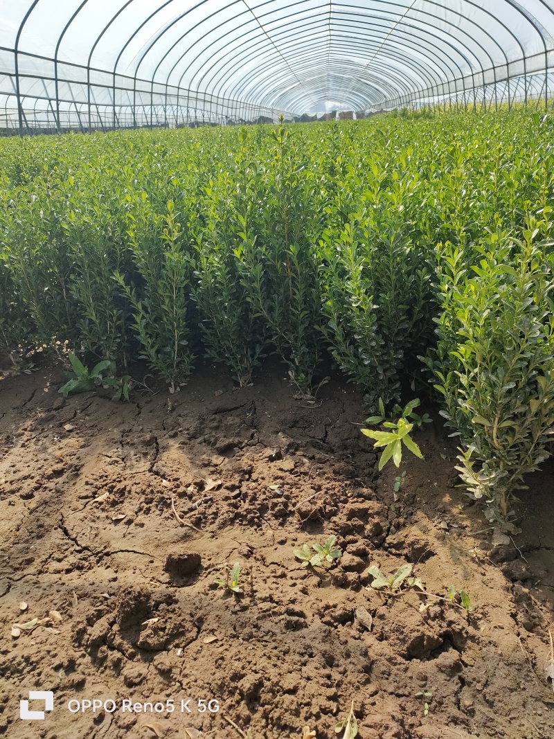 基地供应30公分40公分瓜子黄杨苗做绿篱用效果好