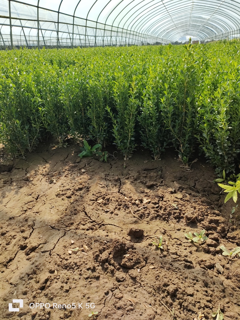 基地供应30公分40公分瓜子黄杨苗做绿篱用效果好